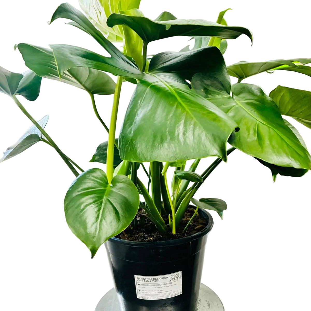 Monstera Deliciosa 250mm