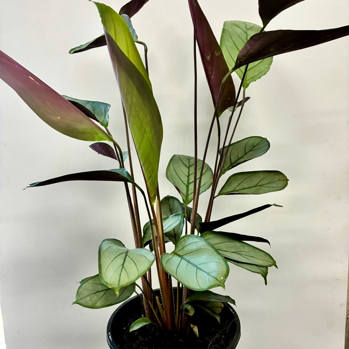 Ctenanthe Grey Star 20cm