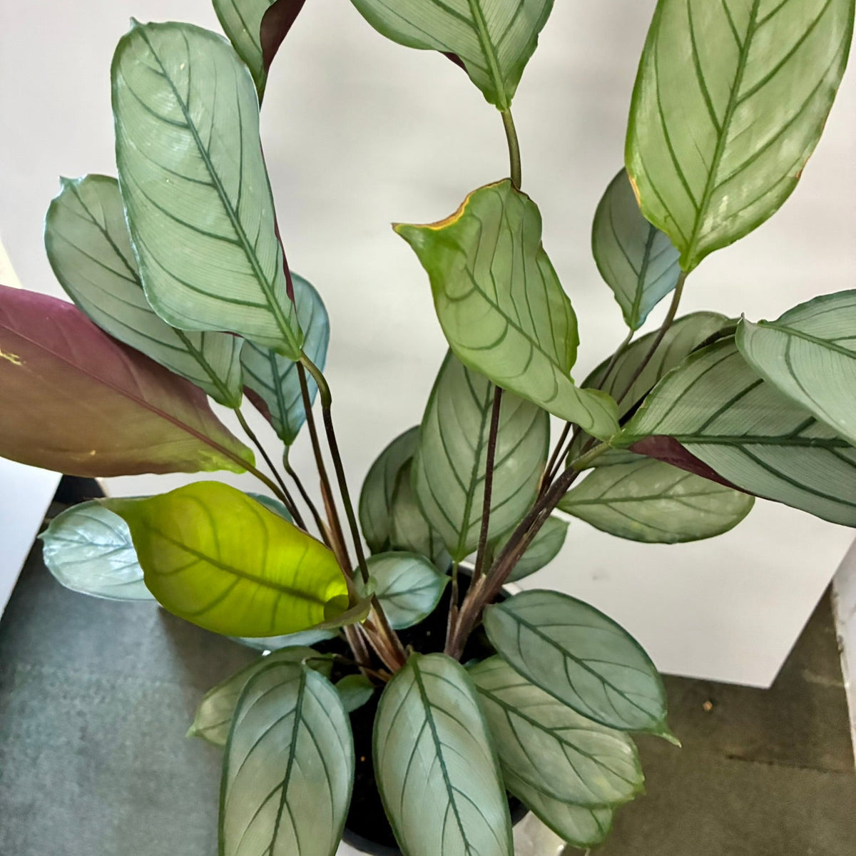 Ctenanthe Grey Star 20cm