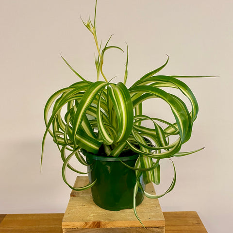 Chlorophytum Comosum - Curly Spider Plant 13cm