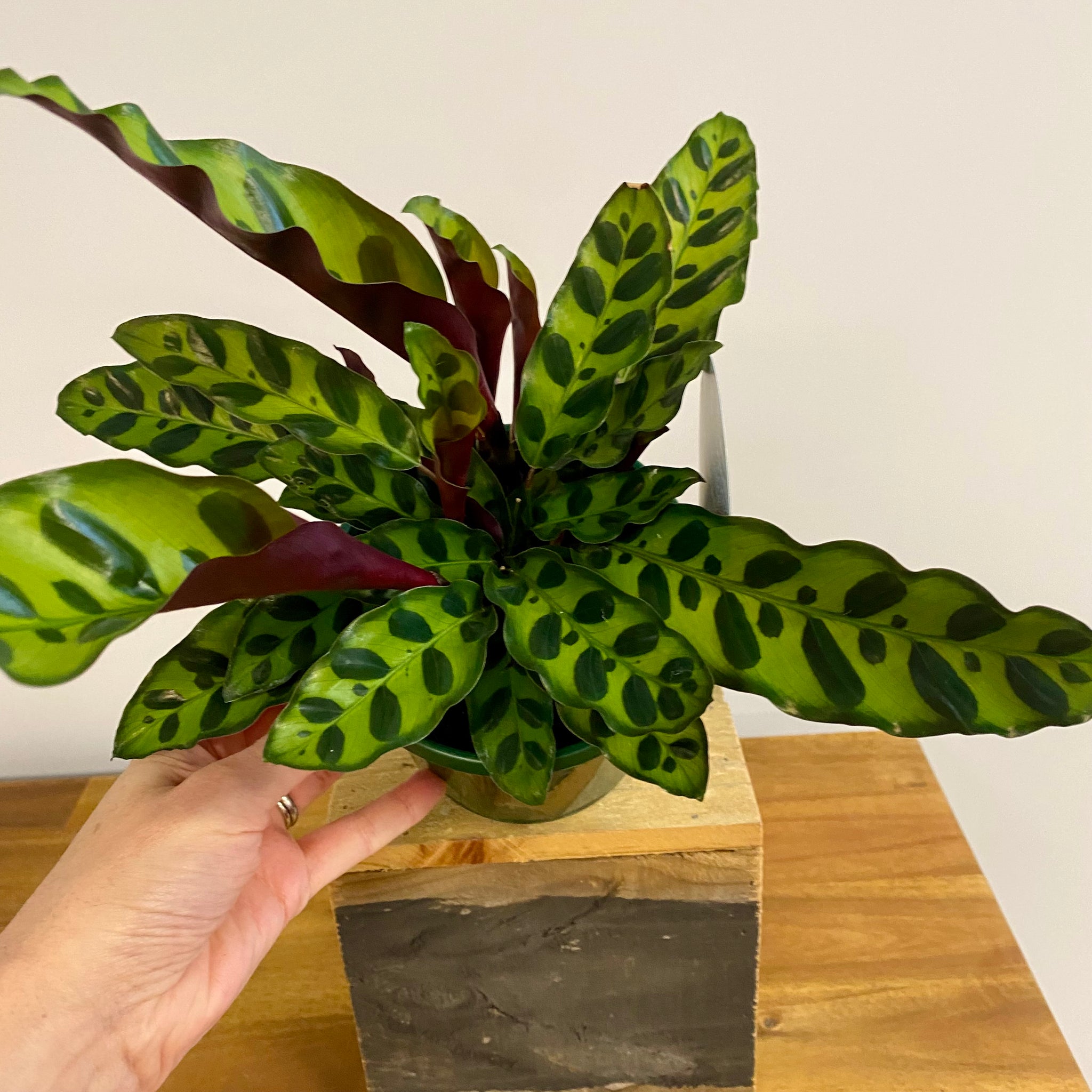 Calathea Rattlesnake  13cm