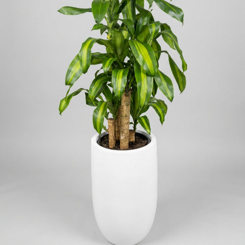 U-Pot with False Bottom Medium Size - 5 Colours