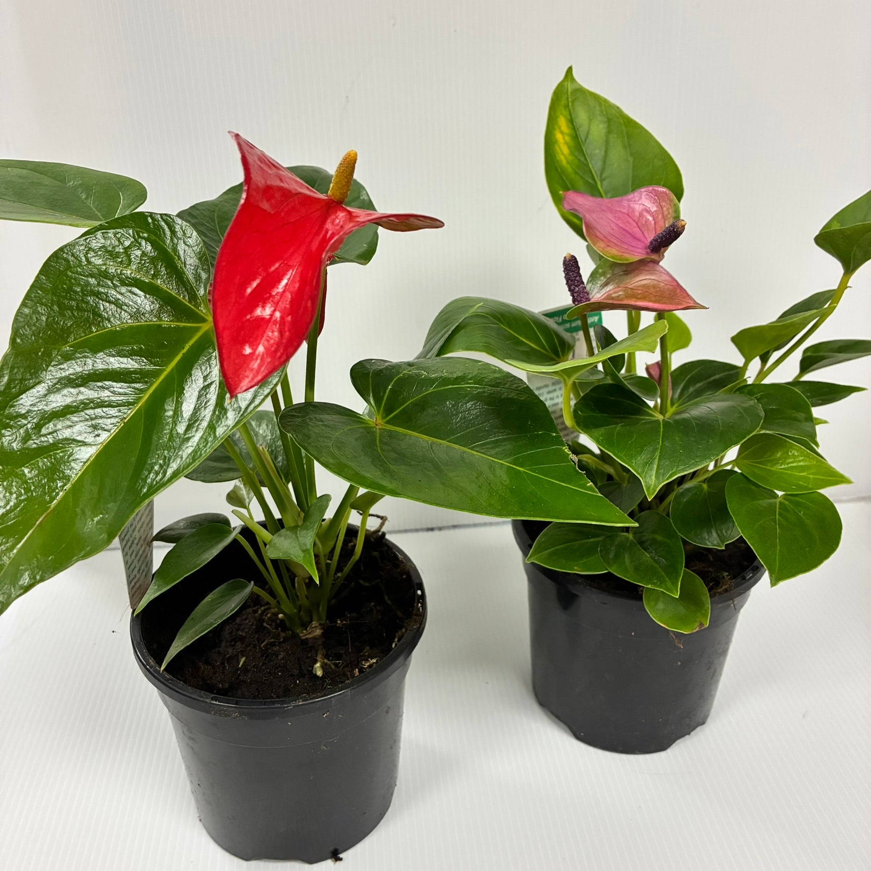 Anthurium 130mm