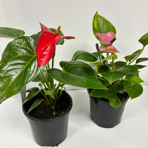Anthurium 130mm