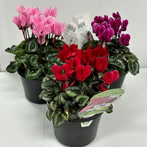 Cyclamen 13cm pot