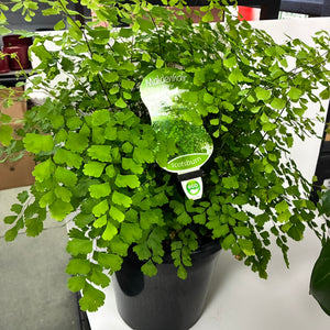 Maidenhair Fern 20cm