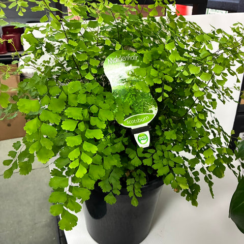 Maidenhair Fern 20cm