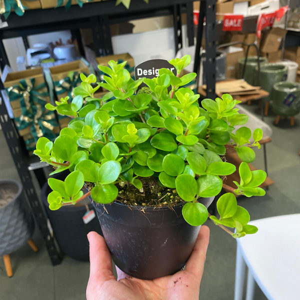 Peperomia Rotundifolia Rondo Venitiano 120mm