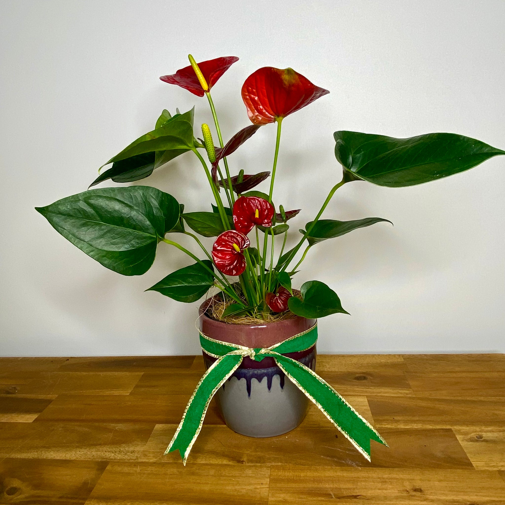Anthurium with Red Flowers with Brown/Blue Ceramic Pot