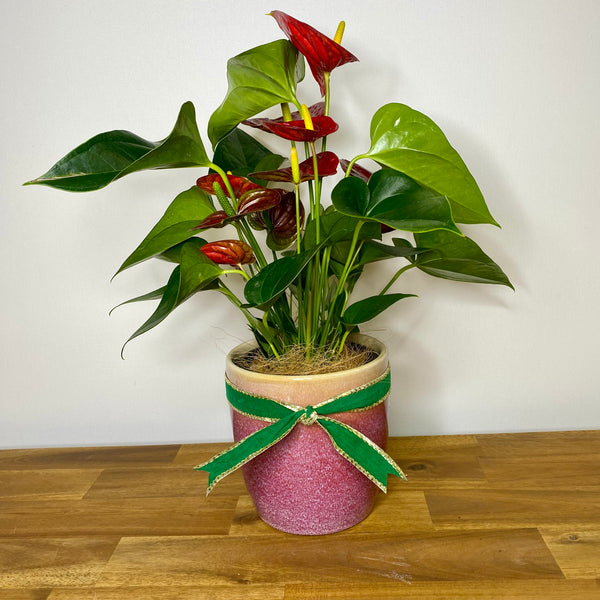 Anthurium with Red Flowers with Pink Ceramic Pot