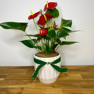Anthurium with Red Flowers with White Ceramic Pot