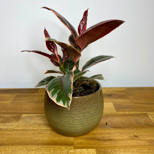 Ficus Elastica Ruby 120mm
