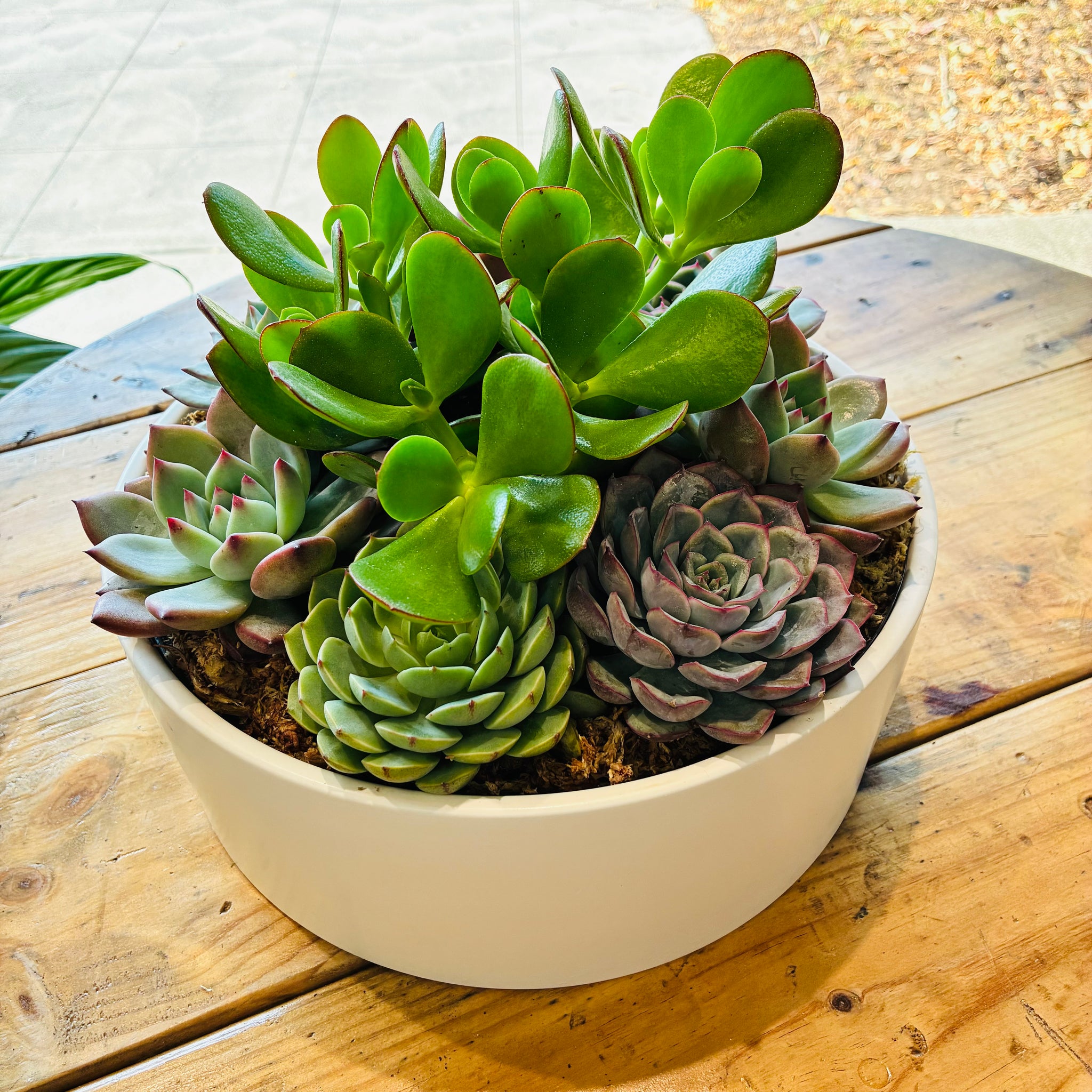 Succulent Bowl 230mm