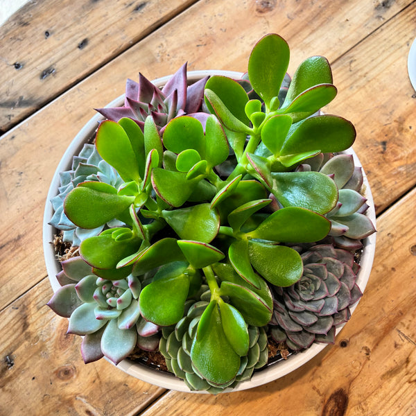 Succulent Bowl 230mm