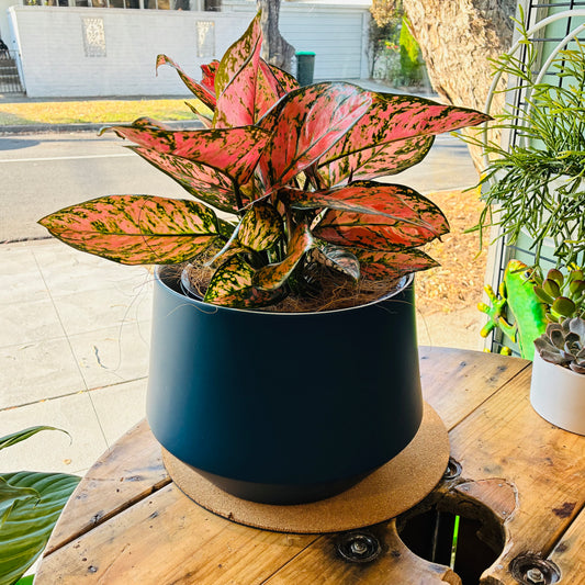 Samso Navy Porcelain pot with Pink Aglaonema