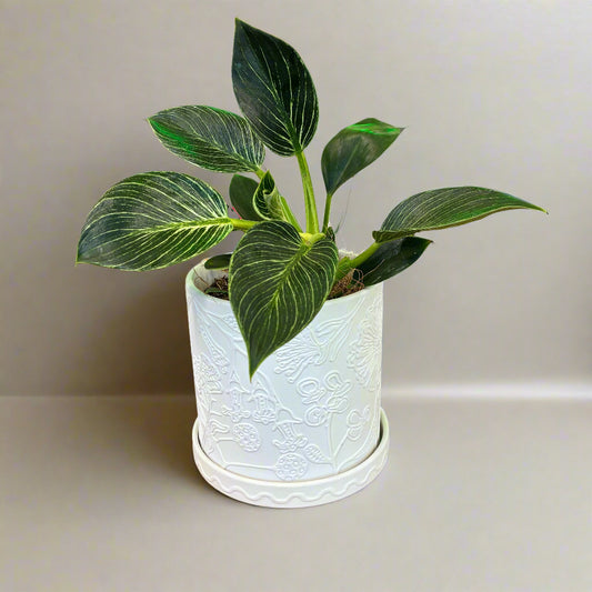 Callista Pot White with Philodenron Birkin