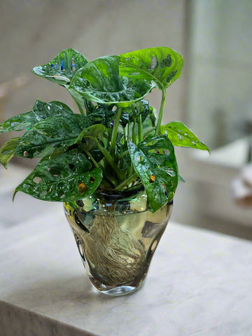 Josiah Vase with Monstera Monkey Mask