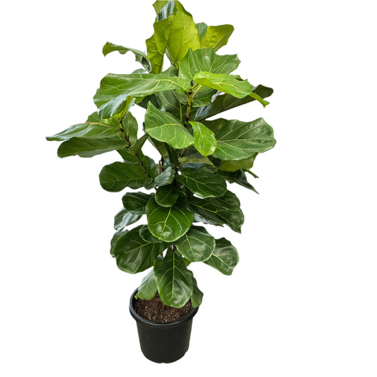 Fiddle Leaf Fig Tall 30cm