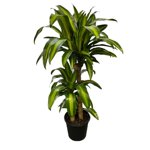 Happy Plant 250mm