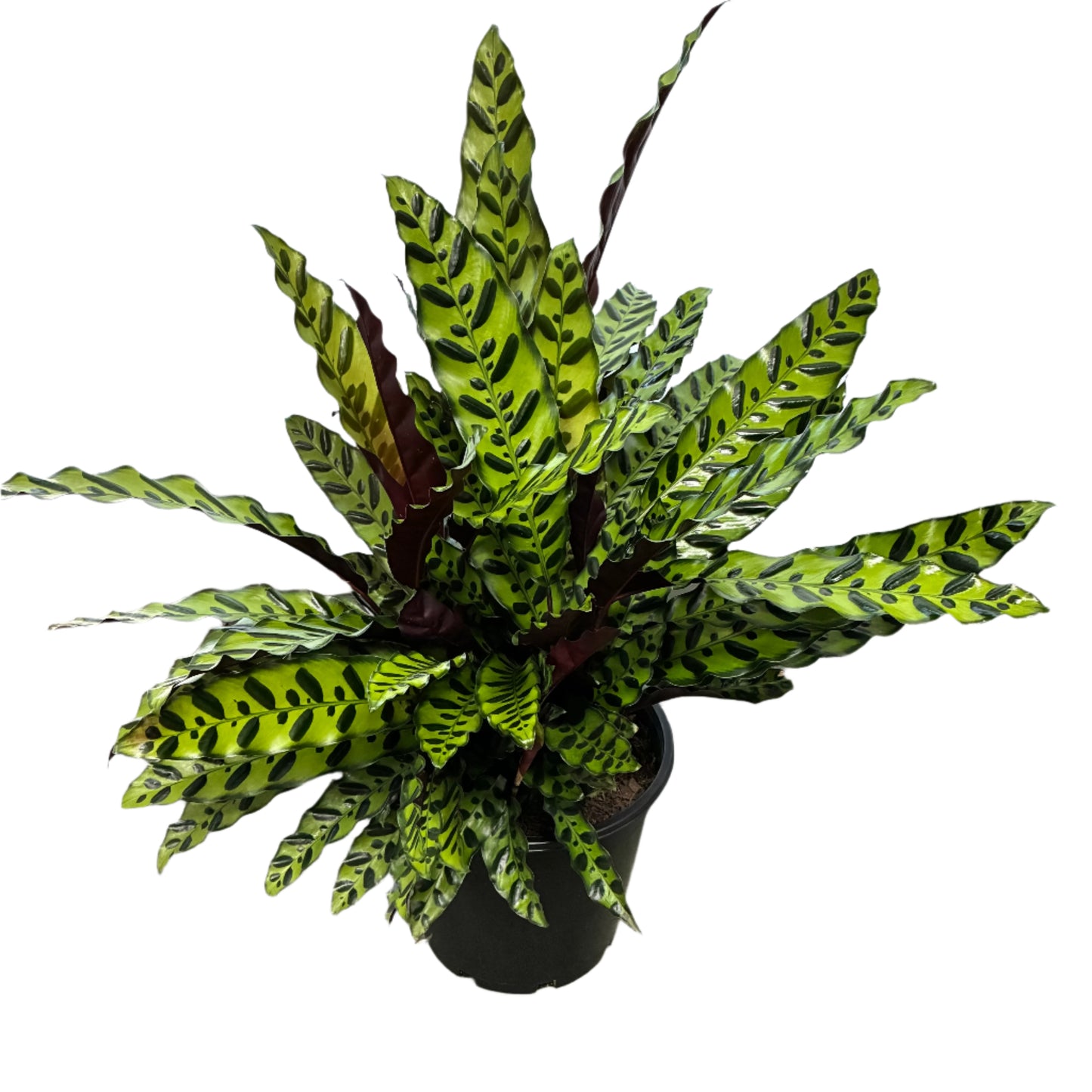 Calathea Rattlesnake 25cm