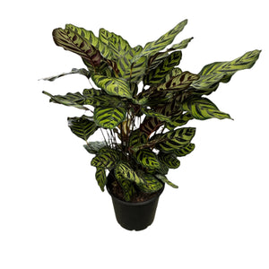 Calathea Makoyana / Peacock 250mm
