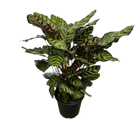 Calathea Makoyana / Peacock 250mm