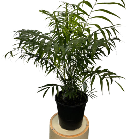 Parlour Palm 200mm