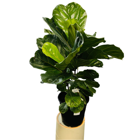 Fiddle Leaf Fig 25cm