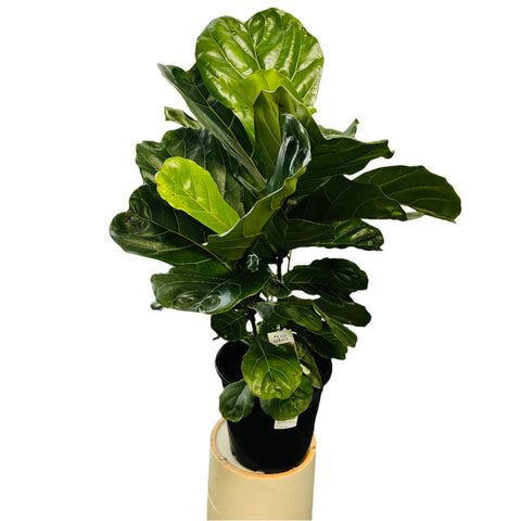 Fiddle Leaf Fig 25cm