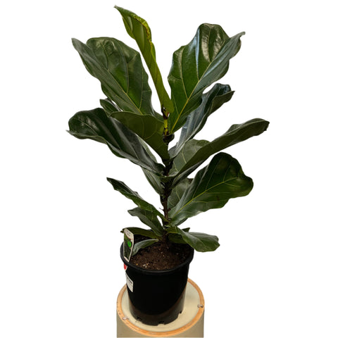 Fiddle Leaf Fig 20cm