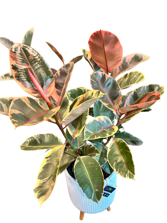 Ficus Elastica Ruby 250mm