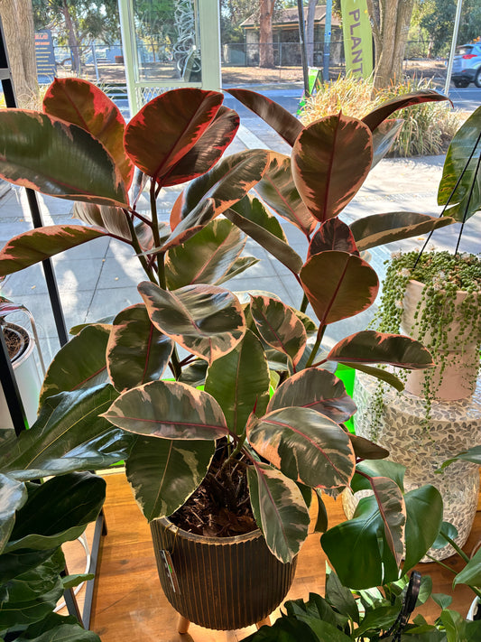Ficus Elastica Ruby 250mm