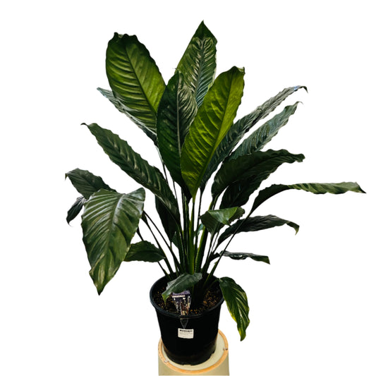 Spathiphyllum Cochlearispathum Blue Moon 250mm Peace Lily