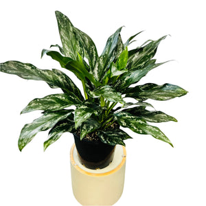 Aglaonema Jade 200mm