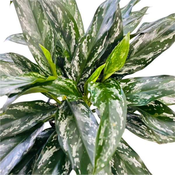Aglaonema Jade 200mm