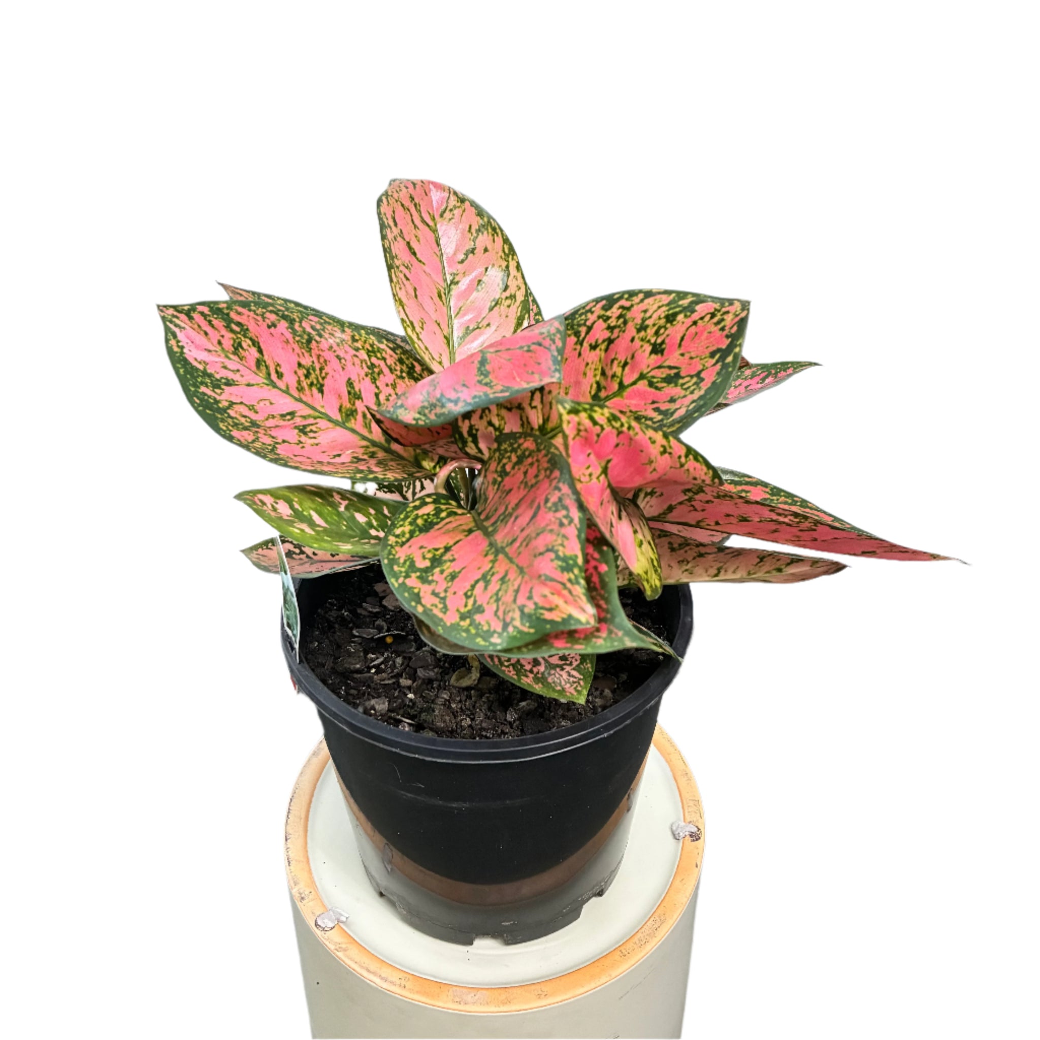 Aglaonema 'Lady Valentine' 200mm