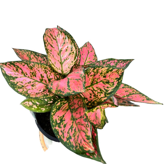 Aglaonema 'Lady Valentine' 200mm