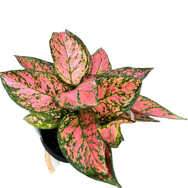 Aglaonema 'Lady Valentine' 200mm