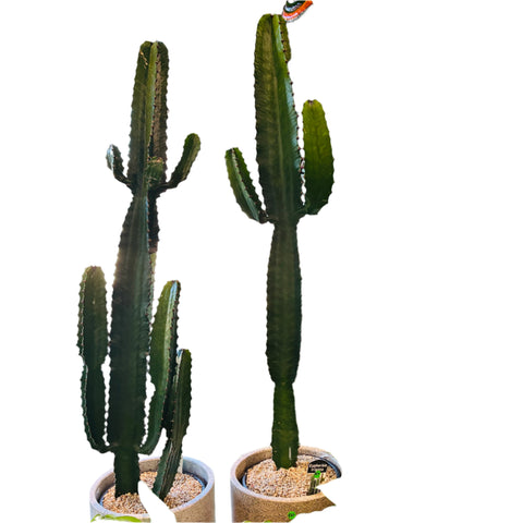 Euphorbia trigona 190mm