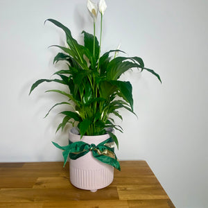 Peace Lily with White Flowers with Flint Planter Pot