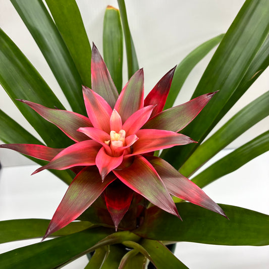 Bromeliad Red/Pink Flower