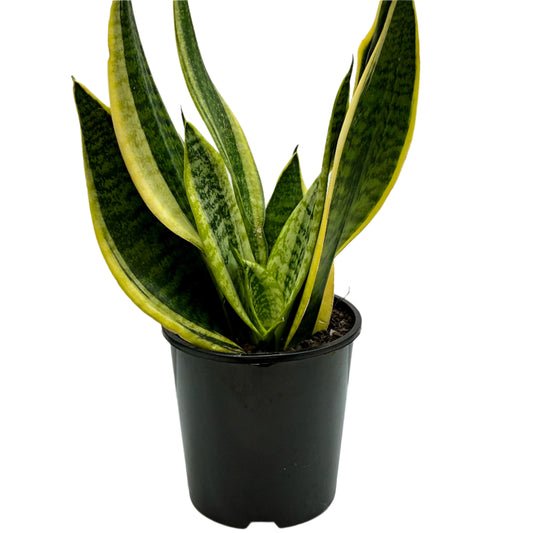 Sanserviera Superba 15cm