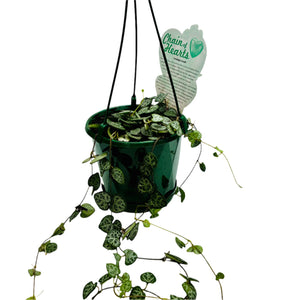 Chain of Hearts - Ceropegia woodii 130mm Hanging