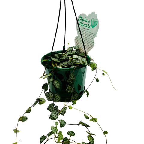 Chain of Hearts - Ceropegia woodii 130mm Hanging