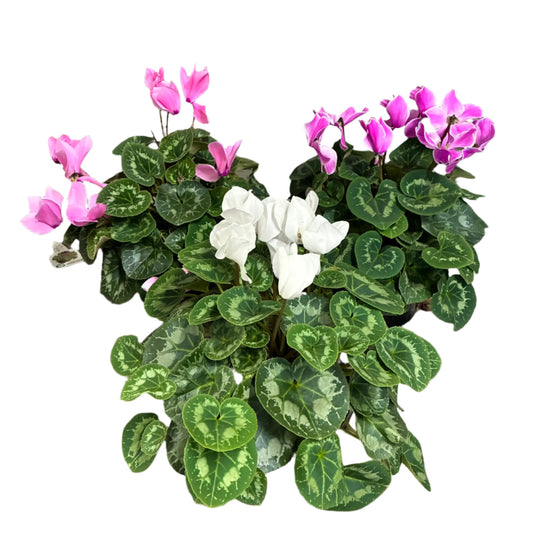 Cyclamen 18cm pot