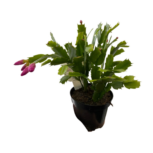 Zygocactus 9.5cm pots
