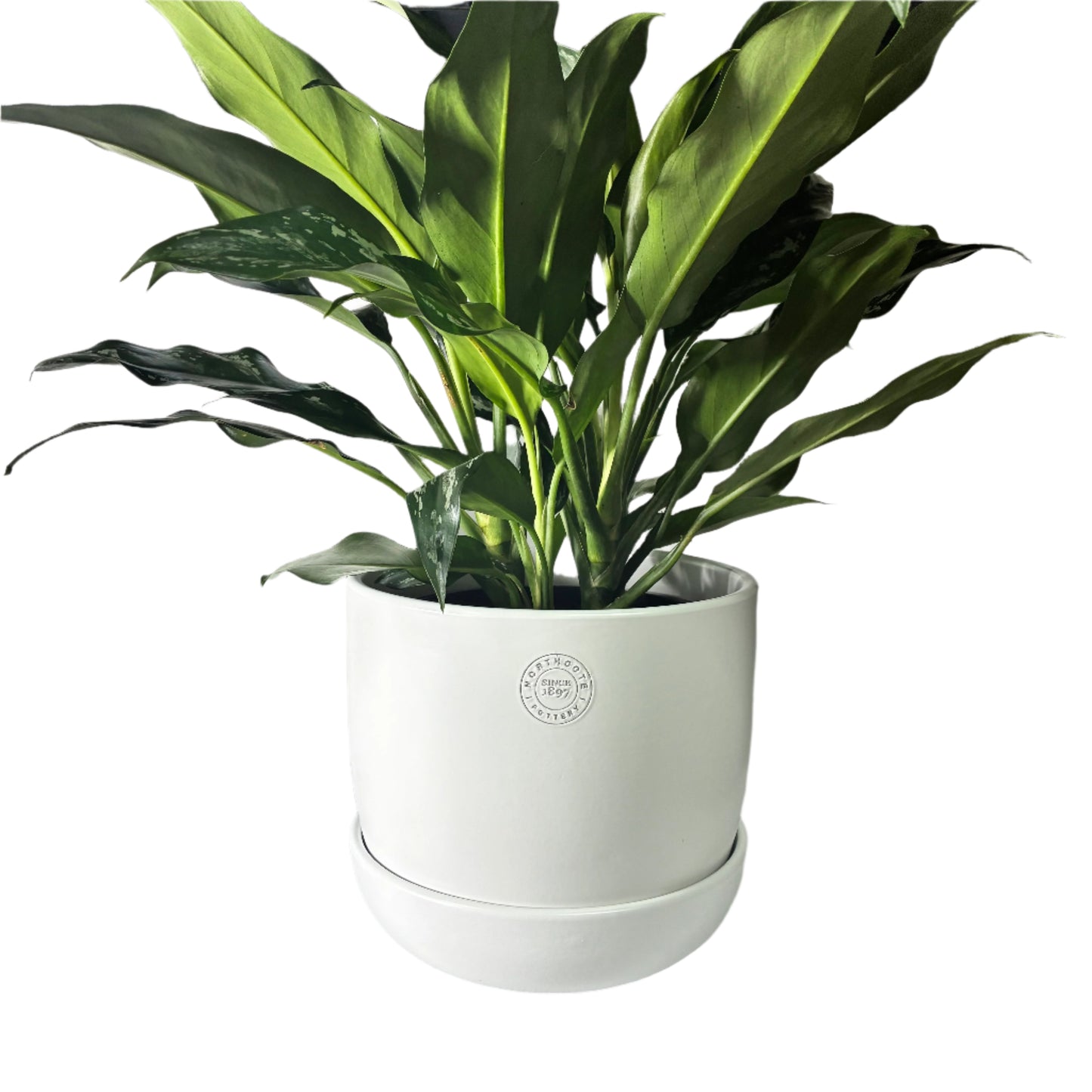 Hana Pot Large  - White