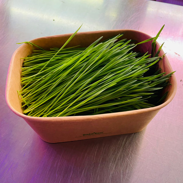 WHEATGRASS - GROWN TO ORDER - PICKUP in 7 DAYS !