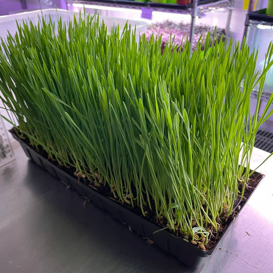 WHEATGRASS - GROWN TO ORDER - PICKUP in 7+ DAYS !