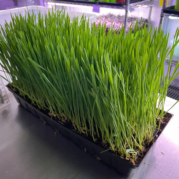 WHEATGRASS - GROWN TO ORDER - PICKUP in 7 DAYS !
